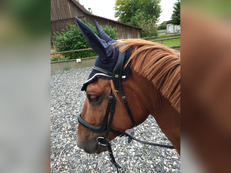 German Sport Horse Gelding 4 years 16,2 hh Chestnut-Red in Weinheim