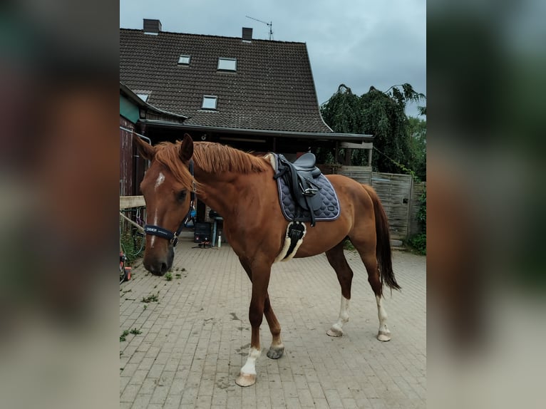 German Sport Horse Gelding 4 years 16,2 hh Chestnut-Red in Weinheim