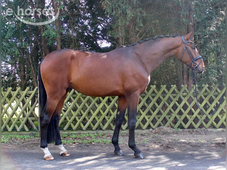 German Sport Horse Gelding 4 years 16.2 hh  in Leuna