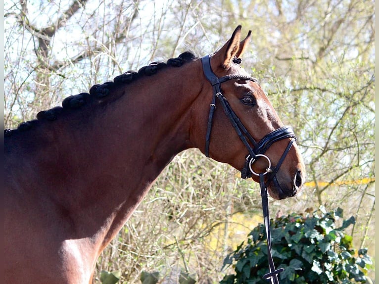 German Sport Horse Gelding 4 years 16.2 hh  in Leuna