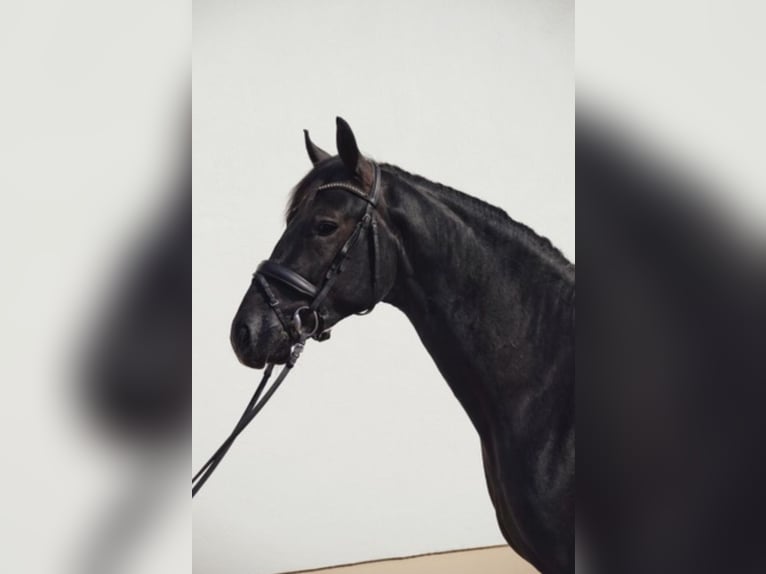 German Sport Horse Gelding 4 years 16,2 hh Gray-Dark-Tan in Elvange
