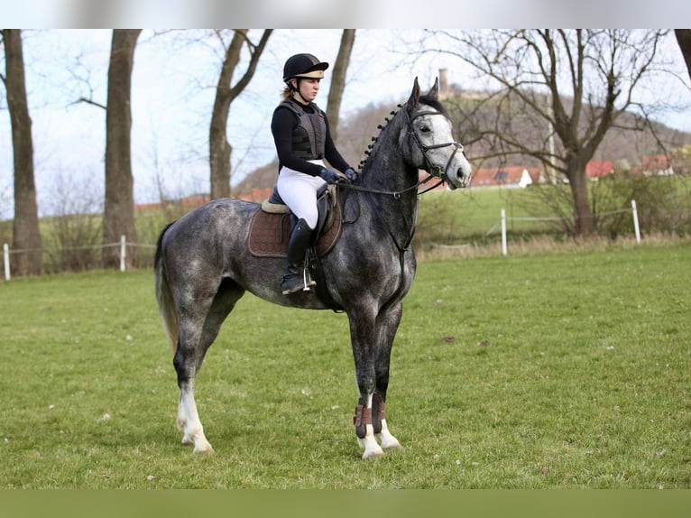 German Sport Horse Gelding 4 years 16.2 hh Grey in Gomadingen