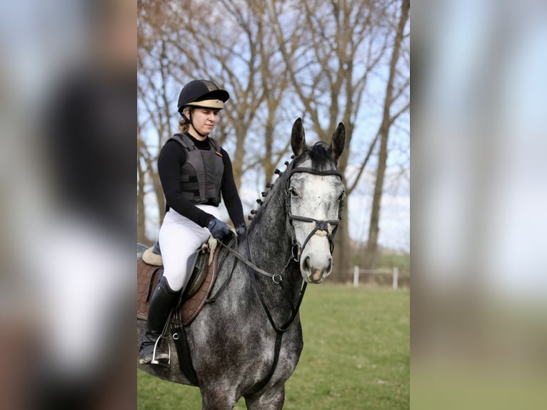 German Sport Horse Gelding 4 years 16.2 hh Grey in Gomadingen