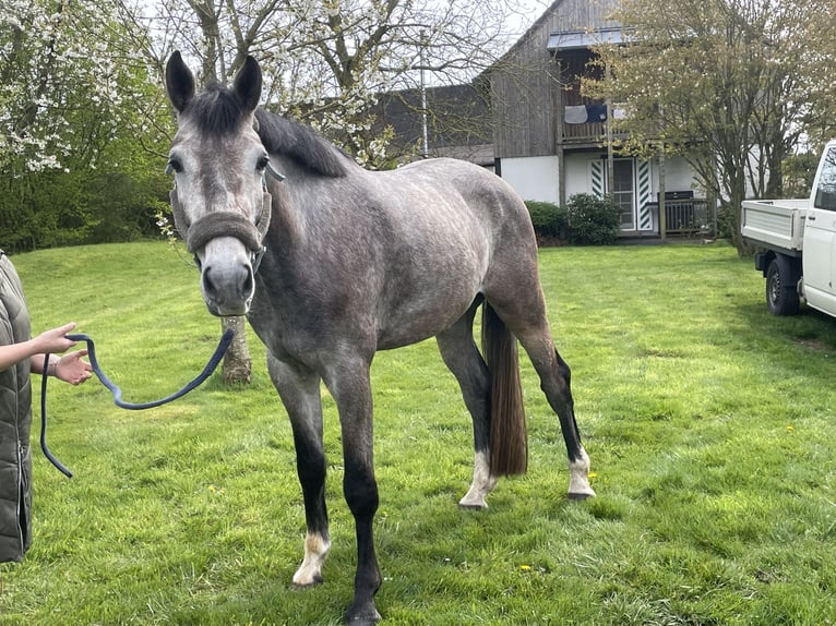 German Sport Horse Gelding 4 years 16.2 hh Grey in Buchholz (Westerwald)