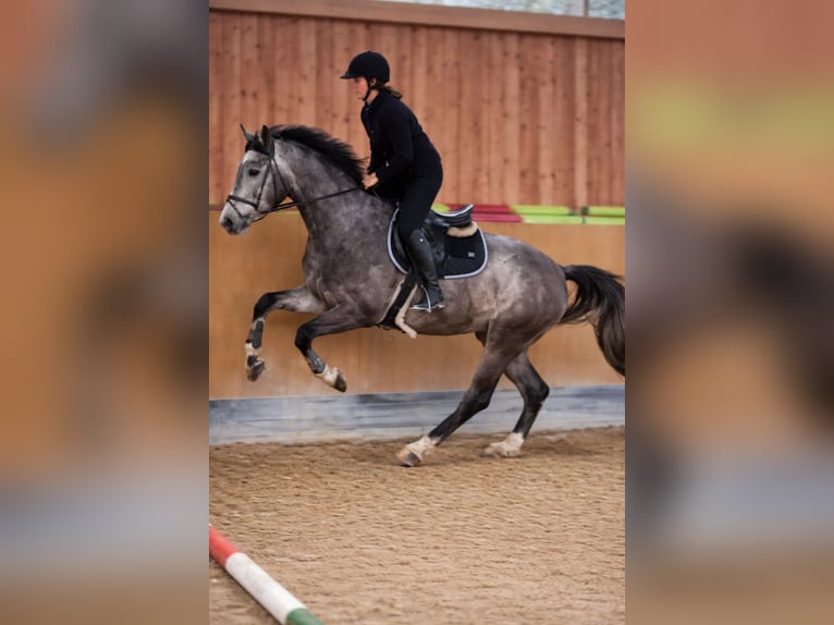 German Sport Horse Gelding 4 years 16.2 hh Grey in Buchholz (Westerwald)