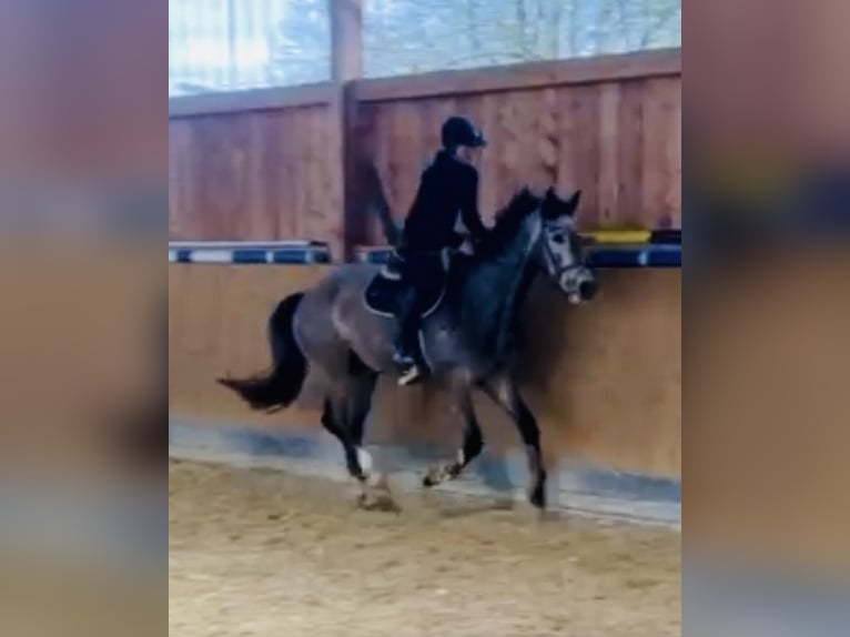 German Sport Horse Gelding 4 years 16.2 hh Grey in Buchholz (Westerwald)