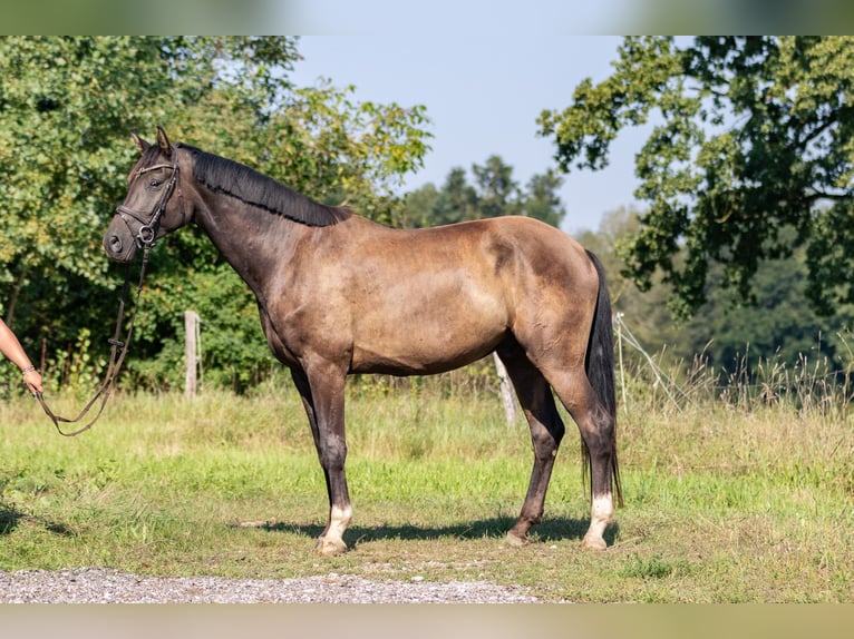 German Sport Horse Gelding 4 years 16,2 hh Smoky-Black in Kraiburg am Inn