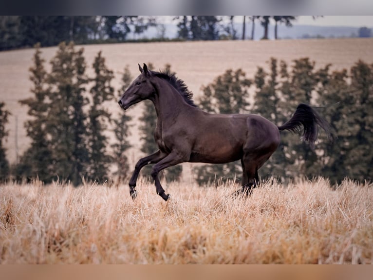 German Sport Horse Gelding 4 years 16,2 hh Smoky-Black in Velden