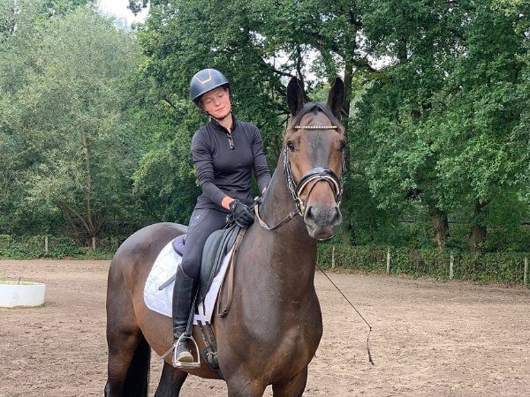 German Sport Horse Gelding 4 years 16,3 hh Bay-Dark in Verden (Aller)