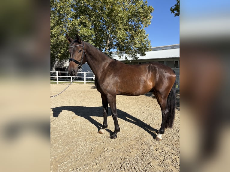 German Sport Horse Gelding 4 years 16.3 hh Bay-Dark in Ebreichsdorf