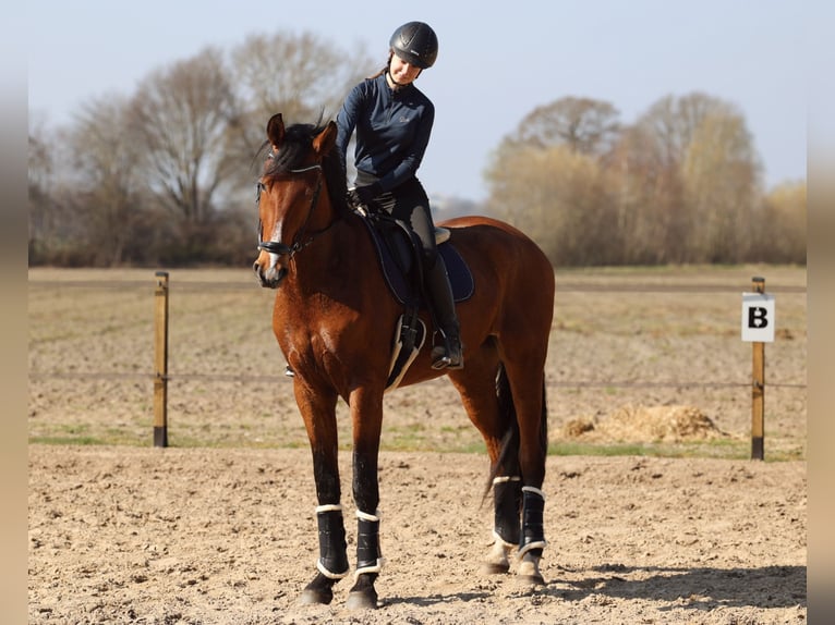 German Sport Horse Gelding 4 years 16.3 hh Brown in Uelsen