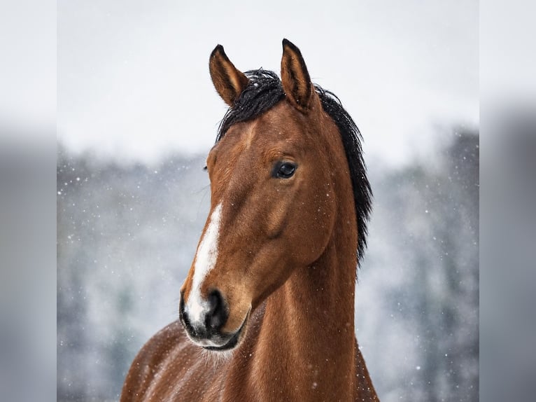 German Sport Horse Gelding 4 years 16.3 hh Brown in Uelsen