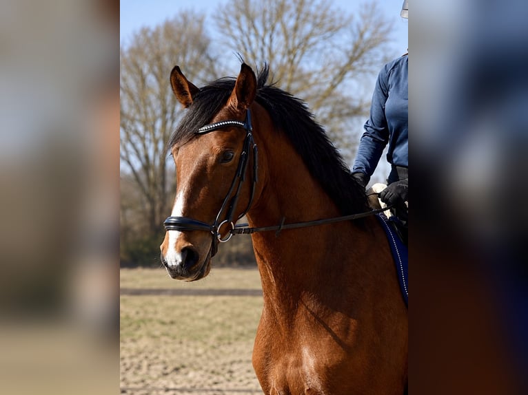 German Sport Horse Gelding 4 years 16.3 hh Brown in Uelsen