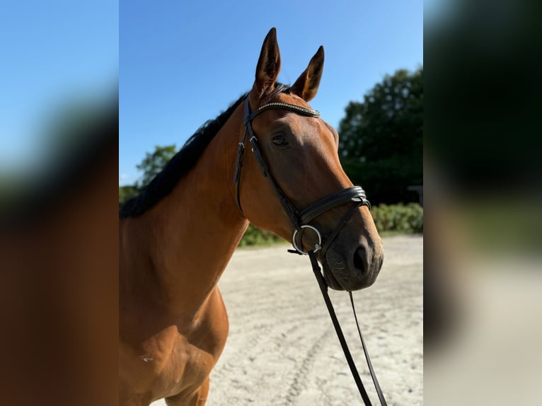 German Sport Horse Gelding 4 years 16.3 hh Brown in Neu Duvenstedt