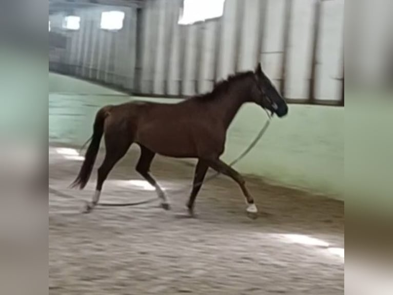 German Sport Horse Gelding 4 years 16.3 hh Chestnut in Mühlenberge