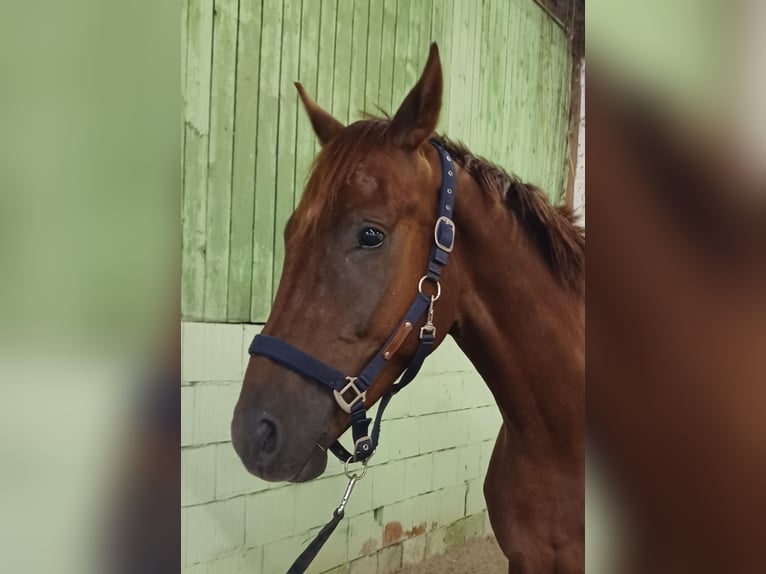 German Sport Horse Gelding 4 years 16.3 hh Chestnut in Mühlenberge