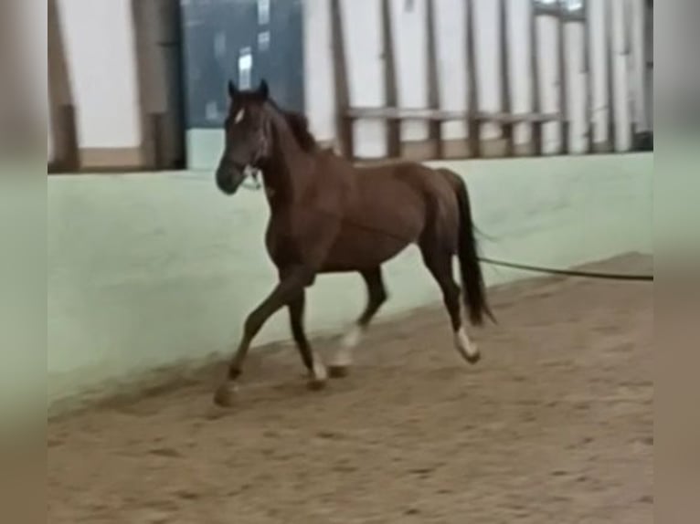 German Sport Horse Gelding 4 years 16.3 hh Chestnut in Mühlenberge