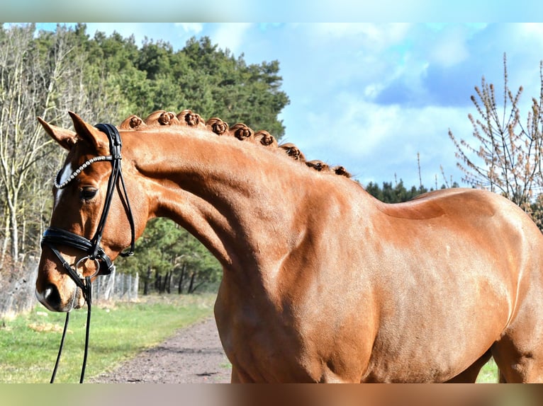 German Sport Horse Gelding 4 years 16.3 hh Chestnut-Red in Kamern