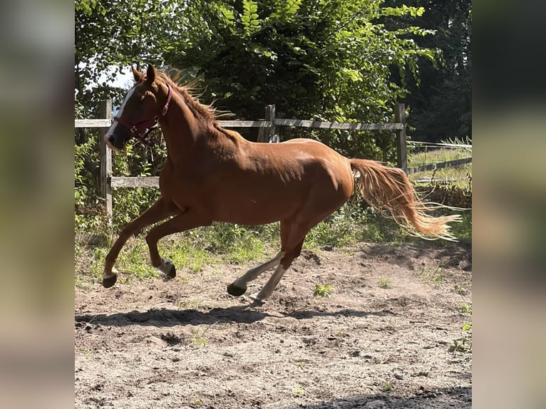 German Sport Horse Gelding 4 years 16.3 hh Chestnut-Red in Storkow (Mark) Schwerin