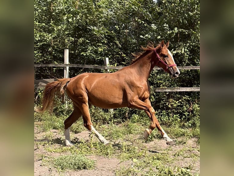 German Sport Horse Gelding 4 years 16.3 hh Chestnut-Red in Storkow (Mark) Schwerin