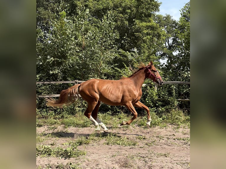 German Sport Horse Gelding 4 years 16.3 hh Chestnut-Red in Storkow (Mark) Schwerin