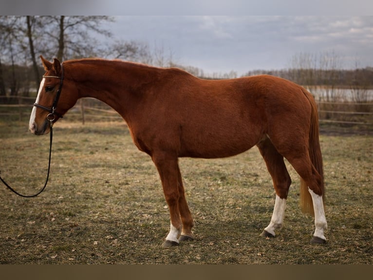 German Sport Horse Gelding 4 years 16.3 hh Chestnut-Red in Storkow (Mark) Schwerin