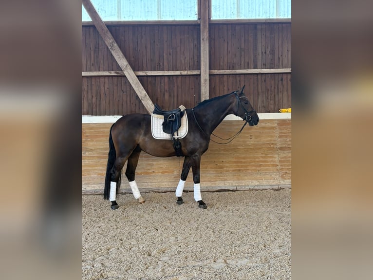 German Sport Horse Gelding 4 years 16.3 hh Smoky-Black in Aalen