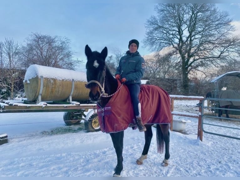 German Sport Horse Gelding 4 years 16 hh Bay-Dark in KielKiel