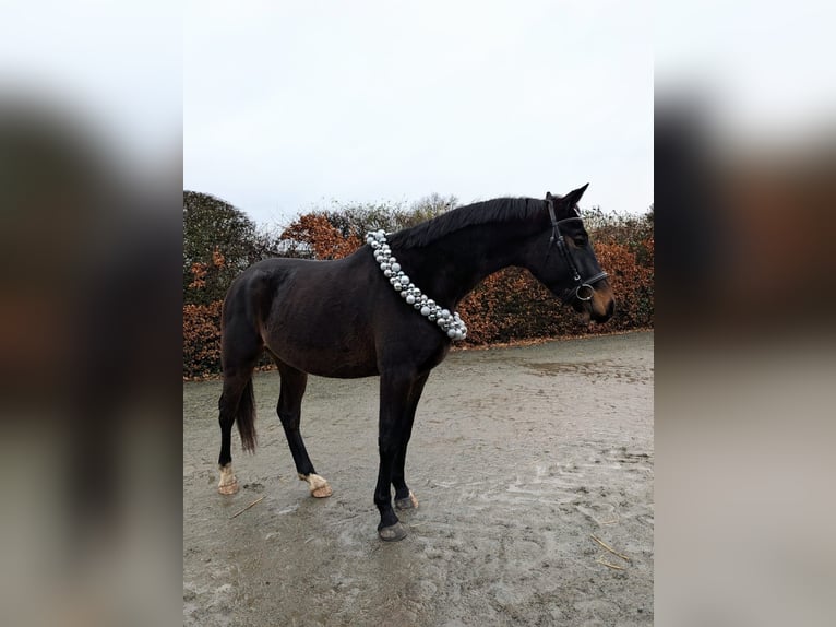German Sport Horse Gelding 4 years 16 hh Bay-Dark in KielKiel