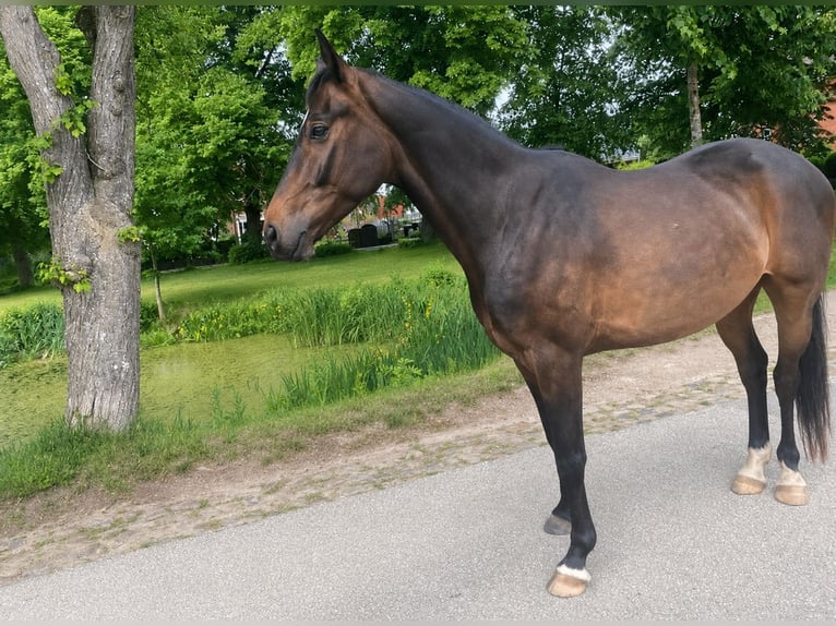 German Sport Horse Gelding 4 years 16 hh Bay-Dark in KielKiel