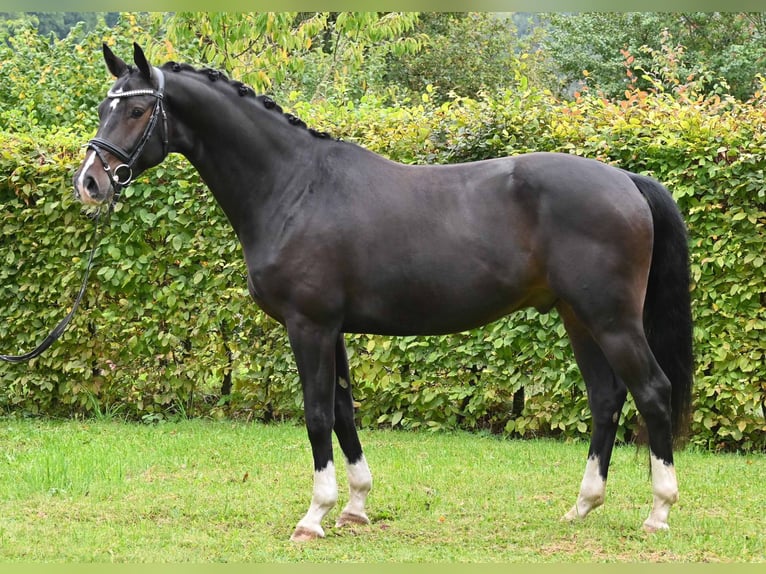 German Sport Horse Gelding 4 years 16 hh Bay-Dark in Gomadingen