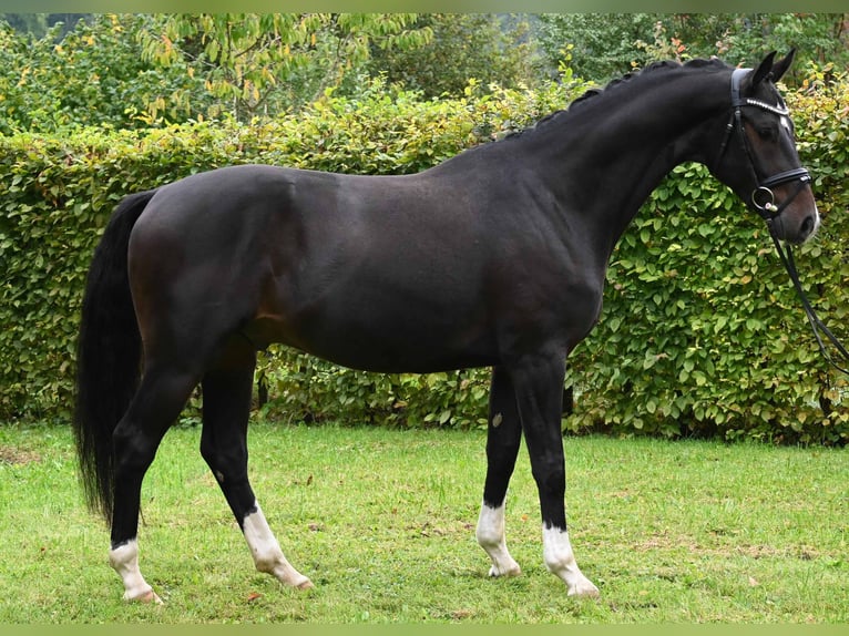 German Sport Horse Gelding 4 years 16 hh Bay-Dark in Gomadingen