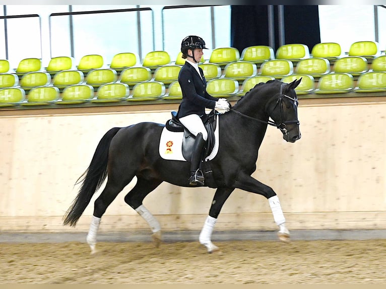 German Sport Horse Gelding 4 years 16 hh Bay-Dark in Gomadingen
