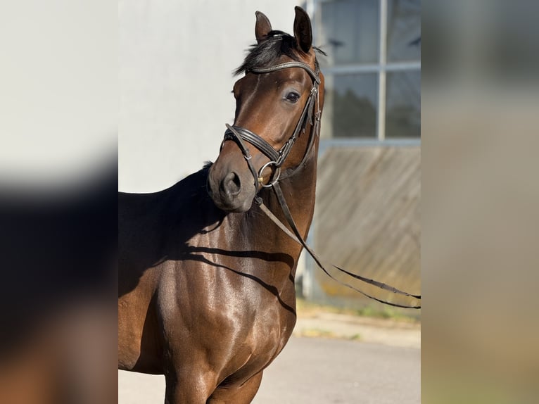 German Sport Horse Gelding 4 years 16 hh Bay-Dark in Karlsfeld