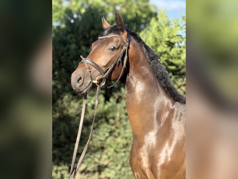 German Sport Horse Gelding 4 years 16 hh Bay-Dark in Karlsfeld