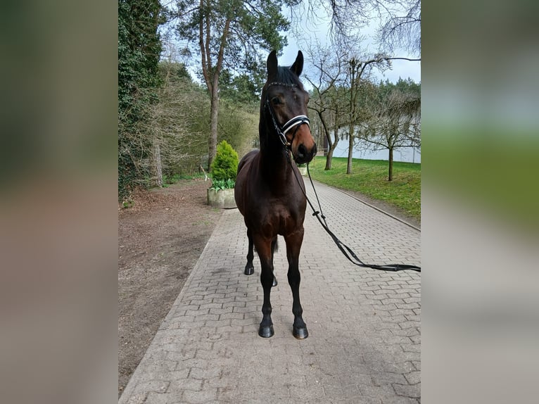 German Sport Horse Gelding 4 years 16 hh Bay-Dark in Kirchdorf