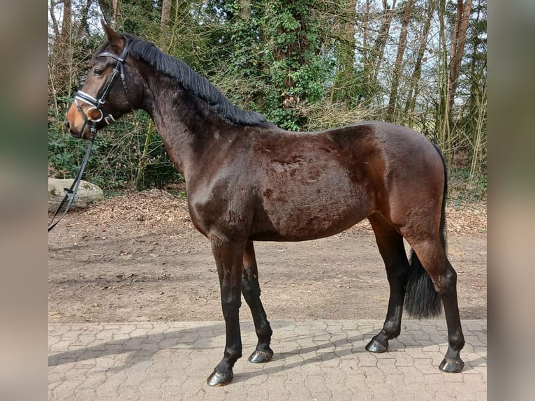 German Sport Horse Gelding 4 years 16 hh Bay-Dark in Kirchdorf