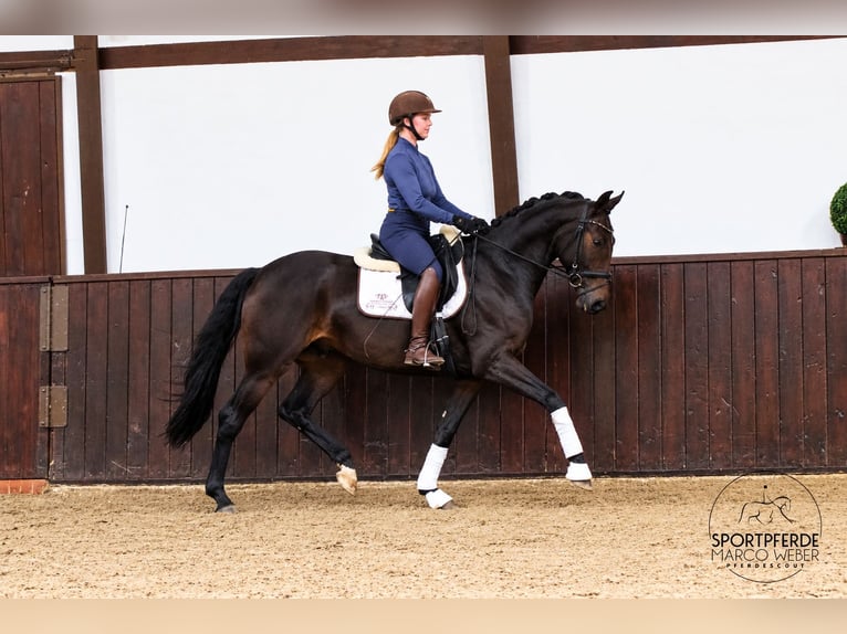 German Sport Horse Gelding 4 years 16 hh Bay-Dark in Löningen