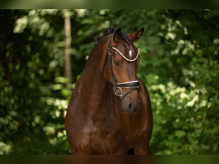 German Sport Horse Gelding 4 years 16 hh Bay-Dark in Wehringen