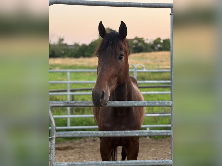 German Sport Horse Gelding 4 years 16 hh Bay-Dark in Straubing