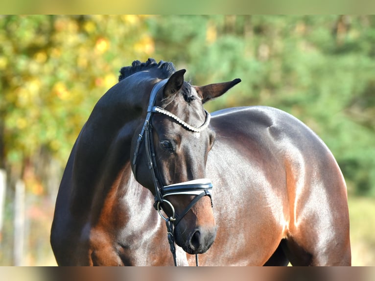 German Sport Horse Gelding 4 years 16 hh Bay-Dark in Kamern