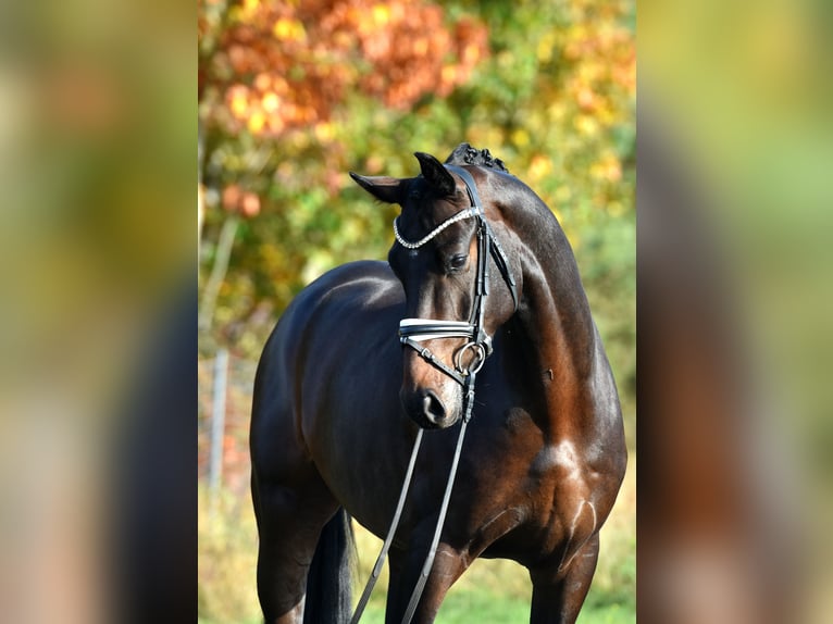 German Sport Horse Gelding 4 years 16 hh Bay-Dark in Kamern