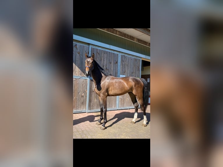 German Sport Horse Gelding 4 years 16 hh Bay-Dark in Walzbachtal