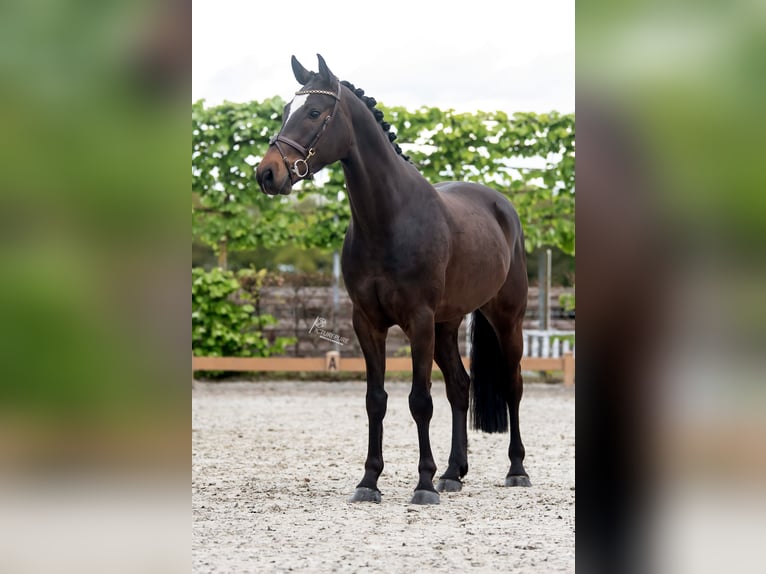 German Sport Horse Gelding 4 years 16 hh Bay-Dark in Goch