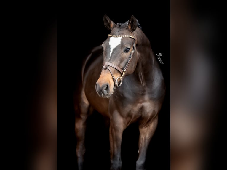 German Sport Horse Gelding 4 years 16 hh Bay-Dark in Goch