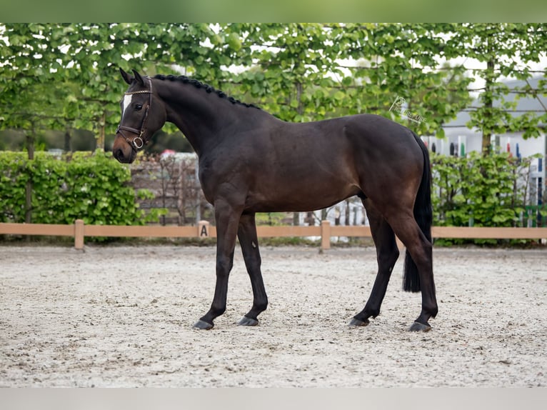 German Sport Horse Gelding 4 years 16 hh Bay-Dark in Goch