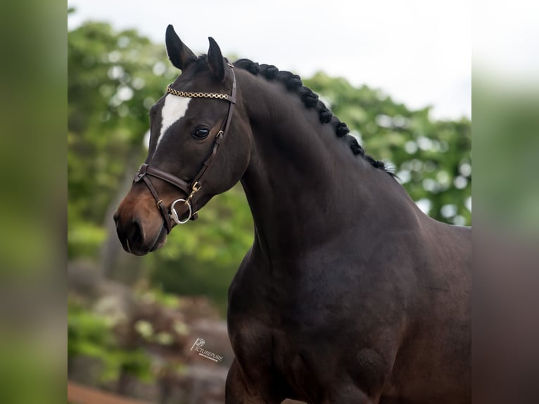 German Sport Horse Gelding 4 years 16 hh Bay-Dark in Goch