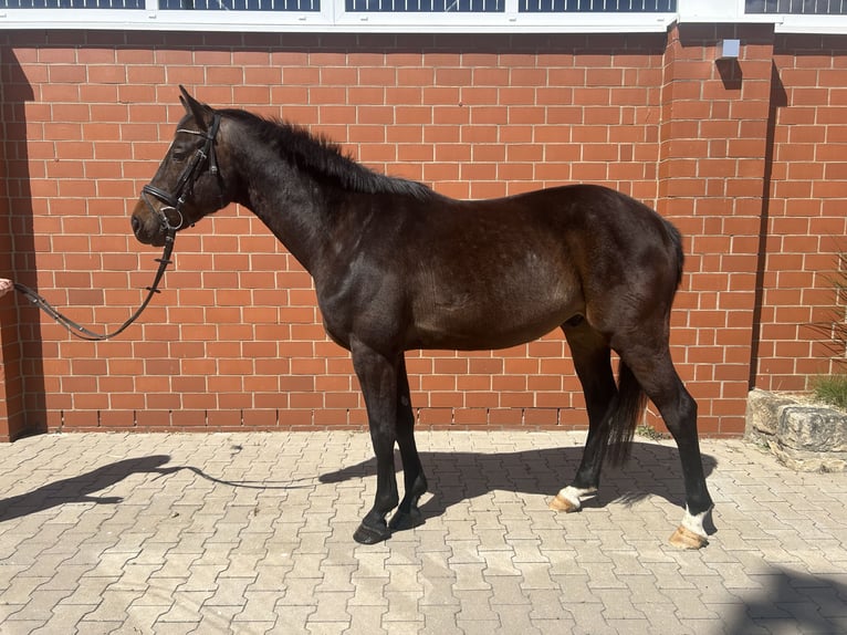 German Sport Horse Gelding 4 years 16 hh Bay-Dark in Porta Westfalica