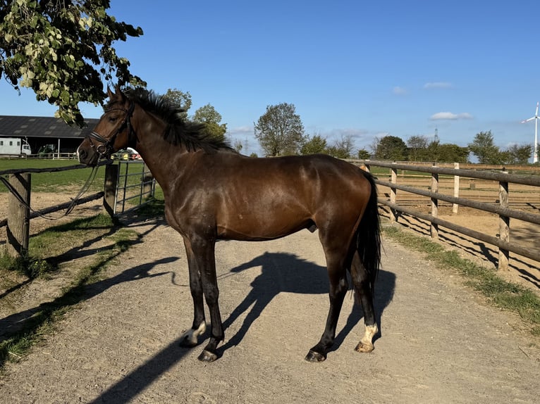 German Sport Horse Gelding 4 years 16 hh Bay-Dark in Grevenbroich