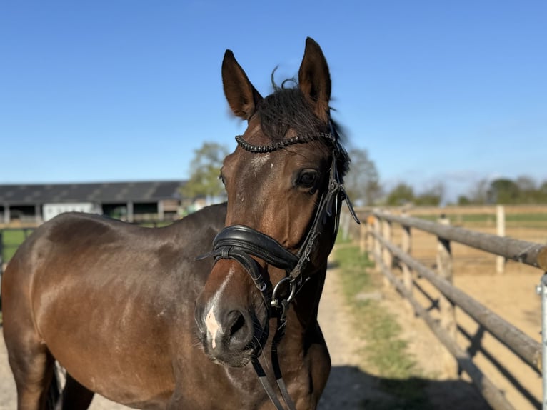 German Sport Horse Gelding 4 years 16 hh Bay-Dark in Grevenbroich